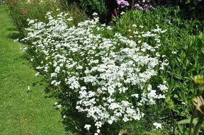 ACHILLEA New Vintage White' - Achillée 'New Vintage White'