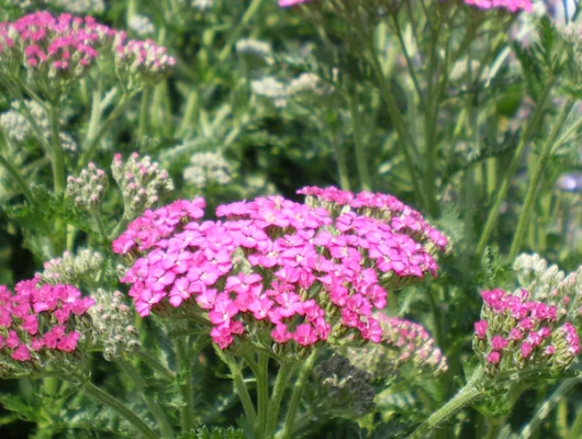 ACHILLEA 'Pretty Belinda' - Achillée rose 'Pretty Belinda'