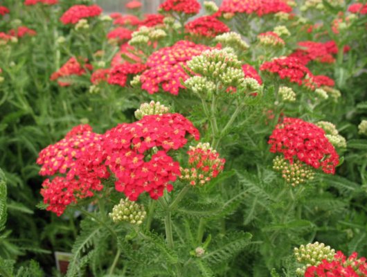 ACHILLEA millefolium 'Red Beauty' - Achillée millefeuille 'Red Beauty'
