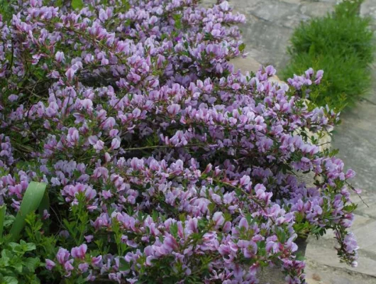 CYTISUS purpureus - genêt pourpre