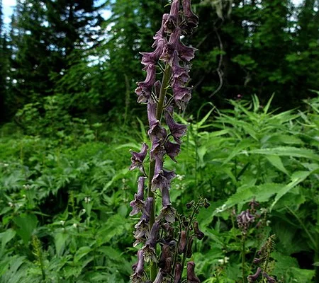 ACONITUM 'Purple Sparrow' - Aconit violette