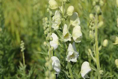 ACONITUM septentrionale 'Album' - Aconit blance, Casque de jupiter