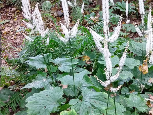 ACTAEA japonica 'Silver Dance' - Cierge d'argent