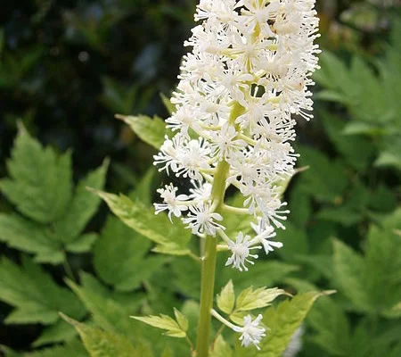 ACTAEA pachypoda - Cierge d'argent