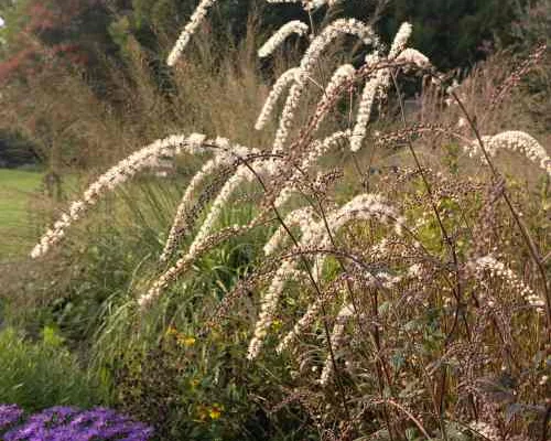 ACTAEA racemosa 'Queen of Sheba' - Cierge d'argent