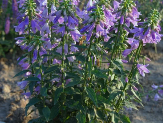 ADENOPHORA 'Gaudi Violet' - Campanule 'Gaudi Violet'