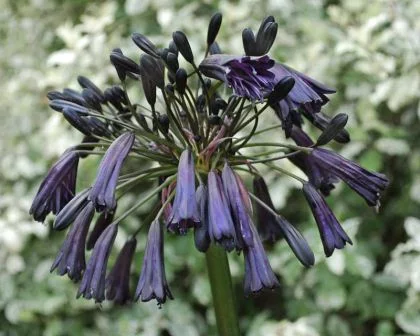 AGAPANTHUS 'Black Magic' - Agapanthe 'Black Magic'