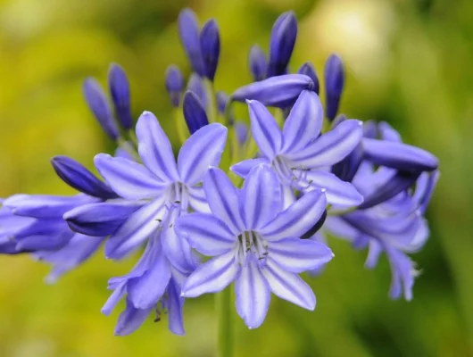 AGAPANTHUS 'Sandringham' - Agapanthe biolore 'Sandringham'