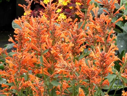 AGASTACHE 'Kudos Mandarin'