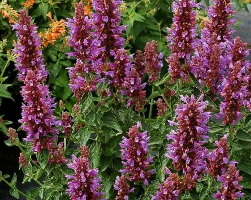 AGASTACHE 'Poquito lavender' - Agastache vivace