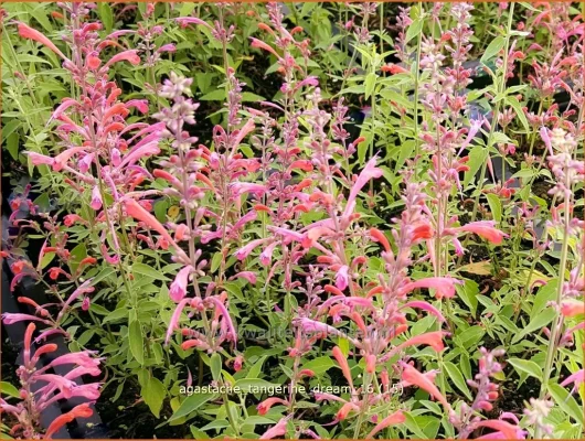 AGASTACHE 'Tangerine Dream'