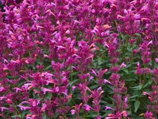 AGASTACHE rugosa 'Rosie Posie'