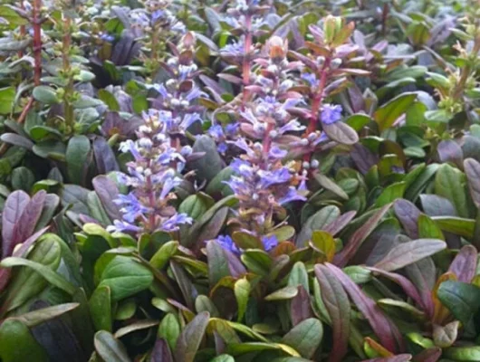 AJUGA reptans 'Mahogany Mini'