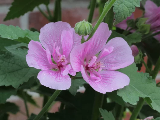 ALCEA 'Parkrondell' - Rose trémière