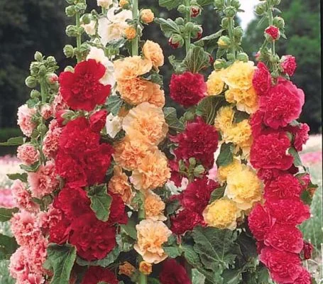 ALCEA rosea 'Chater's Double Mélange' - Rose trémière à fleurs doubles