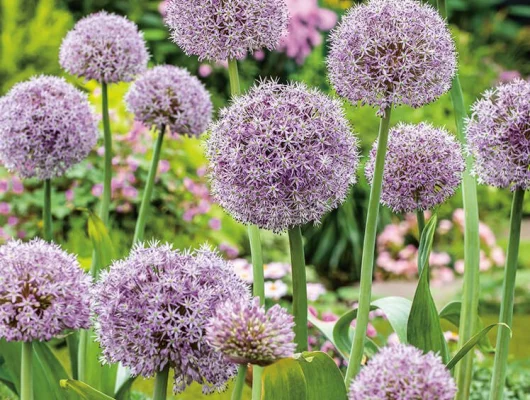 ALLIUM 'Globus' - Ail d'ornement