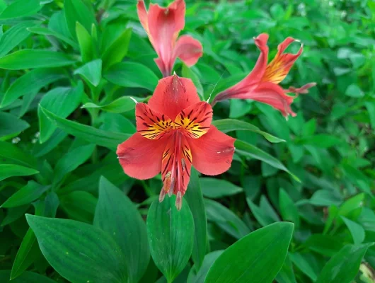 ALSTROEMERIA 'Chinon' - Alstroémère, Lys des Incas