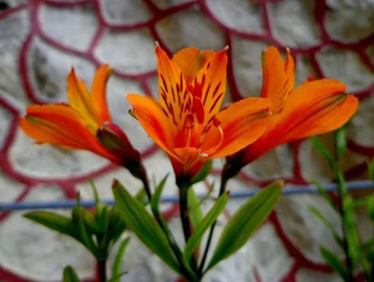 ALSTROEMERIA 'Louis' - Alstroémère, Lys des Incas