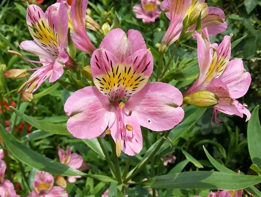 ALSTROEMERIA 'Summer Break' - Alstroémère, Lys des Incas