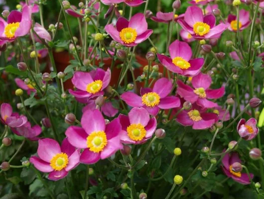 ANEMONE hupehensis 'Pretty Lady Diana' - Anémone du Japon