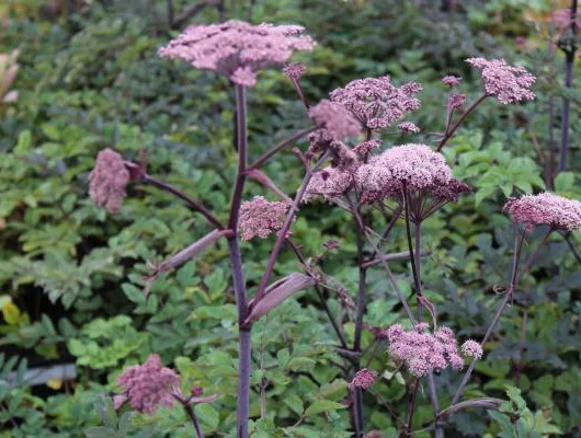 Angelica sylvestris 'Vicar's Mead' - Angélique