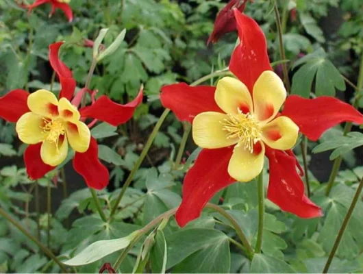 AQUILEGIA Koralle - Ancolie