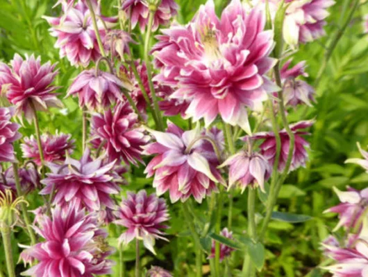 AQUILEGIA vulgaris 'Rose Barlow' - Ancolie 'Rose Barlow'