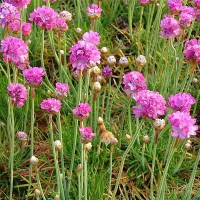 ARMERIA pseudarmeria 'Ballerina Purple Rose' - Gazon d'Espagne