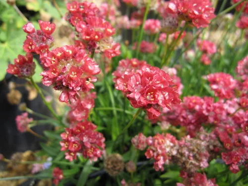 ARMERIA pseudarmeria 'Ballerina Red' - Gazon d'Espagne