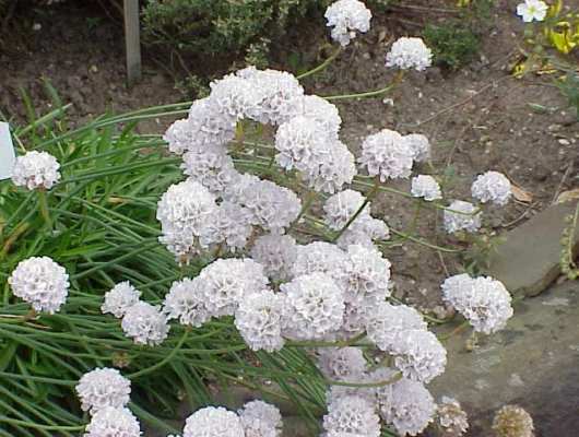 ARMERIA pseudarmeria 'Ballerina White' - Gazon d'Espagne