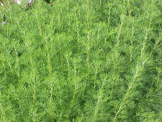 ARTEMISIA abrotanum 'Coca Cola' - Armoise arborescente