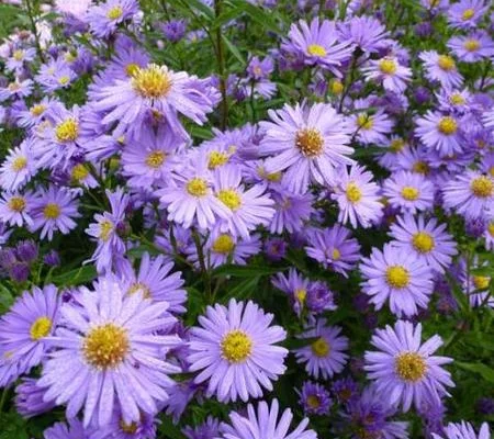 ASTER novi-belgii 'Blaue Nachhut' - Aster d'automne