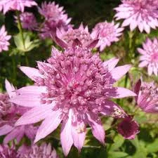 ASTRANTIA major 'Pink Promise' - Astrance rose