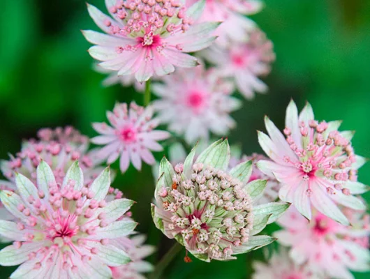 ASTRANTIA major 'Sparkling Star Pink' - Astrance