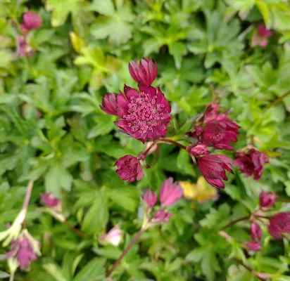 ASTRANTIA major 'Sparkling Star Red' - Astrance