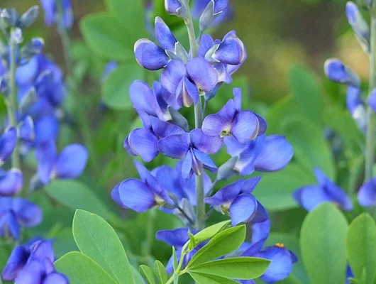 BAPTISIA australis 'Caspian Blue' - Lupin indigo