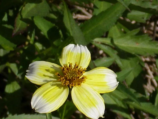 BIDENS aurea 'Hannay's Lemon Drop'