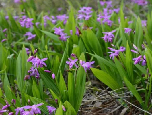 BLETILLA striata - Orchidée de jardin vivace