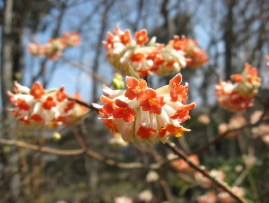 EDGEWORTHIA chrysantha 'Red Dragon' - Buisson à papier