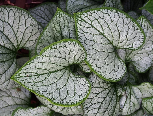 BRUNNERA macrophylla 'Attractive' - Buglosse de Sibérie