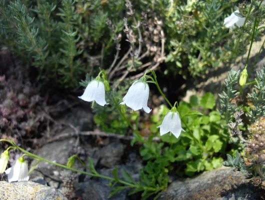 CAMPANULA cochleariifolia 'Jingle White' - Campanule fluette