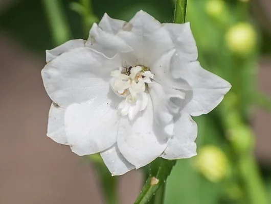 CAMPANULA persicifolia 'La Bonne Amie' - Campanules à feuilles de pêcher