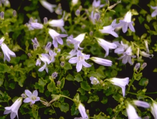 CAMPANULA portenschlagiana 'Liselotte' - Campanule des murets
