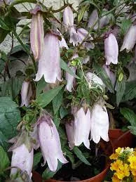 CAMPANULA punctata 'Silver Bells' - Campanule double