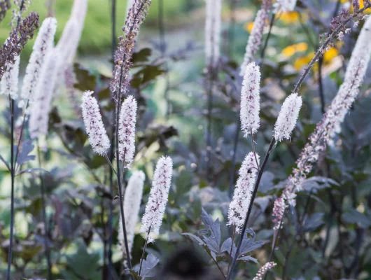 ACTAEA simplex 'Hillside Black Beauty' - Cierge d'argent