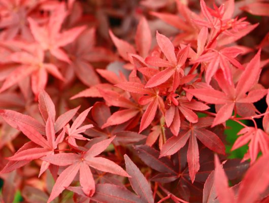 ACER palmatum 'Little Red' - Erable du japon