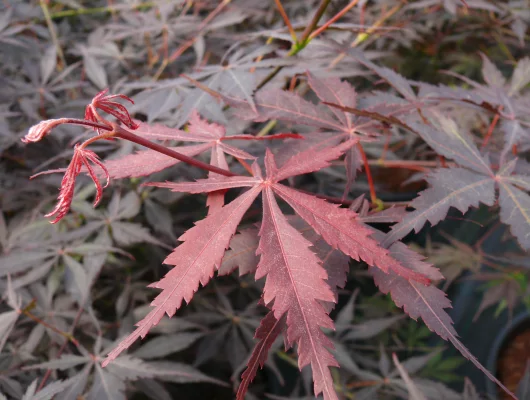 Érable du Japon 'Sumi-nagashi' - Acer palmatum 'Sumi-nagashi', érable japonais