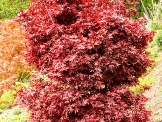 Érable du Japon 'Twombly's Red Sentinel' - Acer palmatum 'Twombly's Red Sentinel', érable japonais
