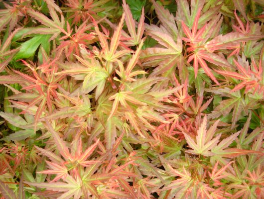 Érable du Japon 'Wilson's Pink Dwarf' - Acer palmatum 'Wilson's Pink Dwarf', érable japonais
