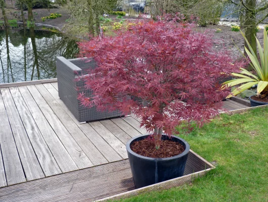 Érable du Japon 'Pevé Dave' - Acer palmatum 'Pevé Dave', érable japonais